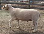 Coyote Acres Poorton 996G